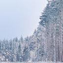 Snow falls in the woods screen for extension Chrome web store in OffiDocs Chromium